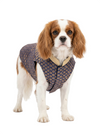 Petex Sherwani For Dogs