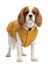 Petex Sherwani For Dogs