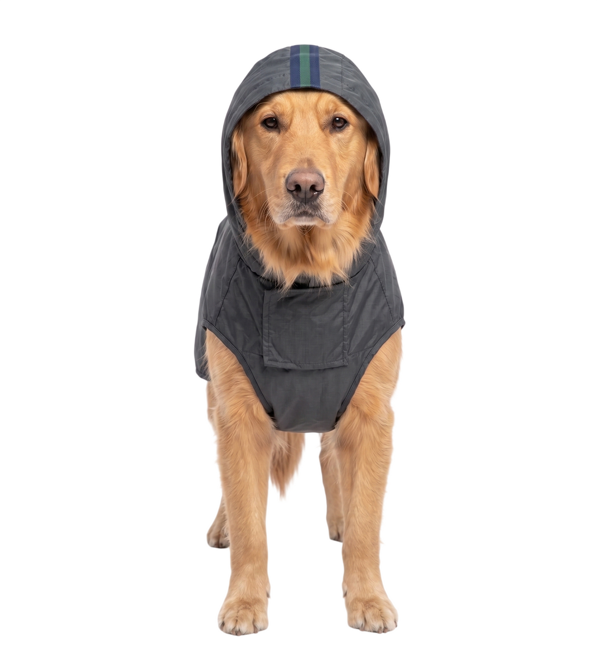 Canes Venatici Raincoat - Grey