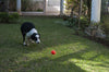 Chuckit Tennis Ball 2-PK Toy For Dogs