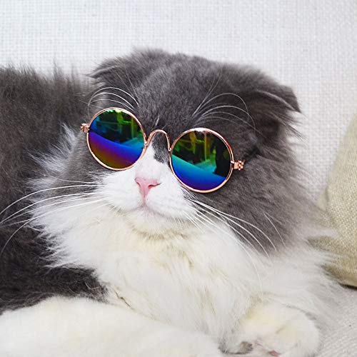 cat goggles Pets Empire Cat Sunglass – ShakeHands
