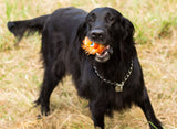 Gigwi Crazy Ball Plush Friendz With Foam Rubber Ball Squeaker - Orange