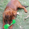 Basil Dumbbell Toy with Hollow Centre Toy For Dog - Green