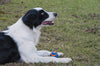 Chuckit Ultra Squeaker Ball Toy For Dogs