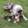 Gigwi Magical Plants Bright Mushroom Dog Toy