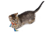 Petstages Catnip Dental Health Chew Cat Toy