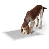 M-Pets Puppy Training Pads