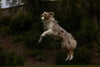 Chuckit Max Glow Ball For Dogs