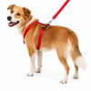 Kennel Soft Nylon 3 Way Click Lock Adjustable Harness (1")