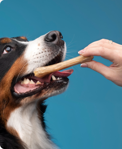 Nutan pet shop shop online