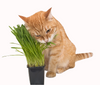 M-Pets Grow Cat Grass