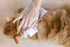 Petkin Kittywipes