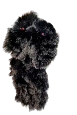 Kitten Soft Toy