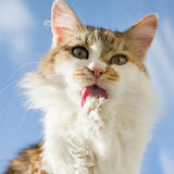 Kittos Snapper Jerky Strip Treat Cat