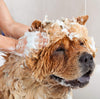 Beaphar Brown Coats Aloe Vera Dog Shampoo