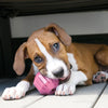 Kong Insert Treats To Extend Play Time Activity Ball Puppy